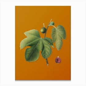 Vintage Briansole Figs Botanical on Sunset Orange Canvas Print