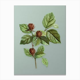 Vintage Carolina Allspice Flower Botanical Art on Mint Green n.0951 Canvas Print