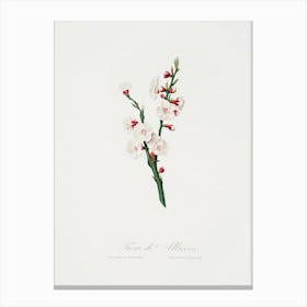 Apricot Flower (Prunus Armeniaca) From Pomona Italiana (1817 - 1839), Giorgio Gallesio Canvas Print