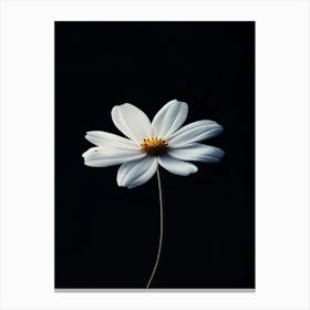 Single White Daisy 1 Canvas Print