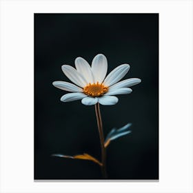 Daisy 15 Canvas Print