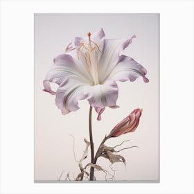 Pressed Flower Botanical Art Lily 1 Canvas Print