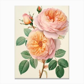 English Roses Painting Detailed Botanical 4 Canvas Print