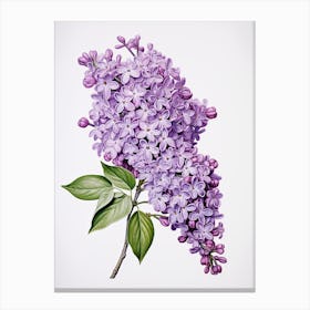 Lilacs Flower Vintage Botanical 3 Canvas Print