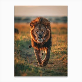 Lion In The Savannah Canvas Print