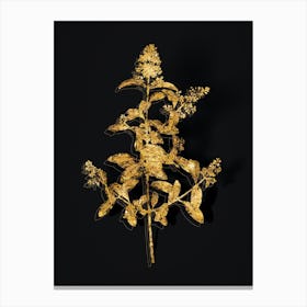 Vintage Wild Privet Botanical in Gold on Black n.0466 Canvas Print
