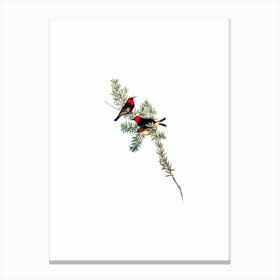 Vintage Red Headed Honeyeater Bird Illustration on Pure White n.0241 Canvas Print