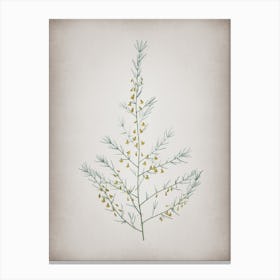 Vintage Sea Asparagus Botanical on Parchment n.0564 Canvas Print