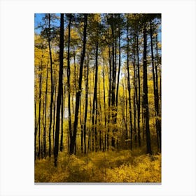 Autumn Forest 92 Canvas Print