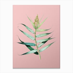 Vintage Bush Cane Botanical on Soft Pink n.0454 Canvas Print