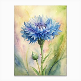 Blue Cornflower Canvas Print