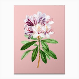 Vintage Common Rhododendron Botanical on Soft Pink n.0306 Canvas Print