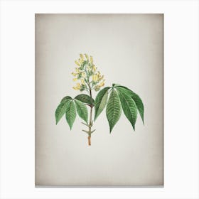 Vintage Yellow Buckeye Botanical on Parchment n.0681 Canvas Print