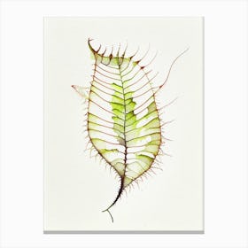 Venus Flytrap Leaf Minimalist Watercolour 2 Canvas Print