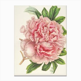 Pink Peony Canvas Print