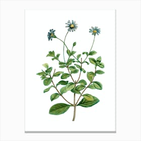 Vintage Blue Marguerite Plant Botanical Illustration on Pure White n.0374 Canvas Print
