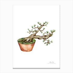 Bonsai Tree A fine artistic print that decorates the place. Canvas Print