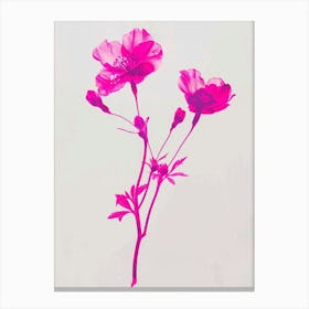 Hot Pink Statice 1 Canvas Print