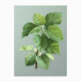 Vintage White Mulberry Plant Botanical Art on Mint Green n.0603 Canvas Print