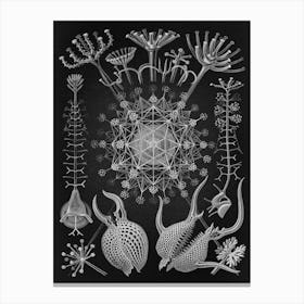 Vintage Haeckel 16 Tafel 61 Rohrstrahlinge Canvas Print