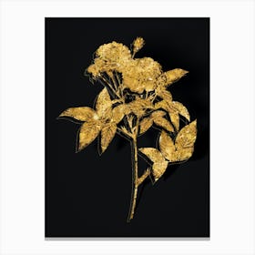 Vintage Van Eeden Rose Botanical in Gold on Black n.0013 Canvas Print