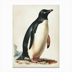 Adlie Penguin Zavodovski Island Vintage Botanical Painting 2 Canvas Print