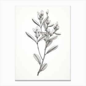 Licorice Root Vintage Botanical Herbs 3 Canvas Print