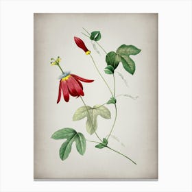 Vintage Red Passion Flower Botanical on Parchment n.0114 Canvas Print