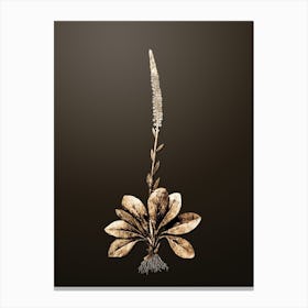 Gold Botanical Blazing Star on Chocolate Brown n.0542 Canvas Print