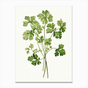 Cilantro Vintage Botanical Herbs 6 Canvas Print