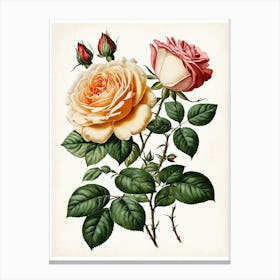 Vintage Galleria Style Rose Art Painting 22 Canvas Print