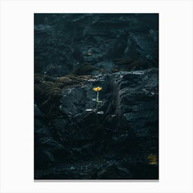 Single Flower In The Dark 92 Canvas Print