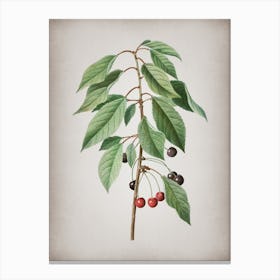 Vintage Wild Cherry Botanical on Parchment n.0791 Canvas Print