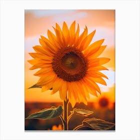 Sunflower At Sunset 2 Canvas Print