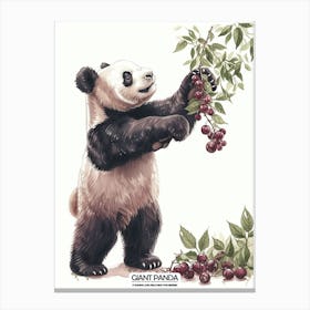 Giant Panda Picking Berries Poster 5 Canvas Print