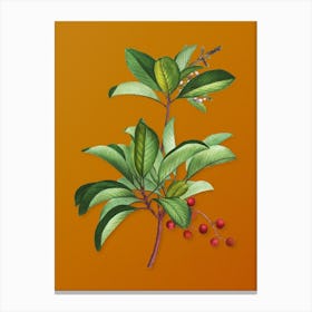 Vintage Greek Strawberry Tree Botanical on Sunset Orange n.0818 Canvas Print