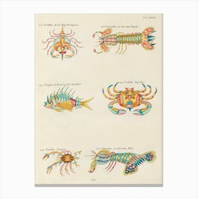 Colourful And Surreal Illustrations Of Crabs And Lobster Found In Moluccas (Indonesia) And The East Indies, Louis Renard(6) Canvas Print