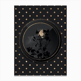 Shadowy Vintage Celery Leaved Cabbage Rose Botanical in Black and Gold Canvas Print