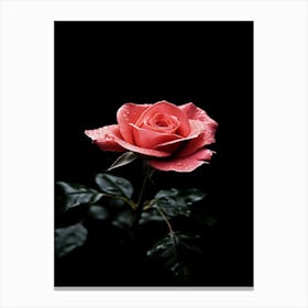 Pink Rose On Black Background 14 Canvas Print