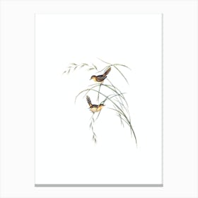 Vintage Exile Warbler Bird Illustration on Pure White n.0104 Canvas Print