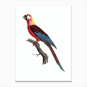 Vintage Cuban Red Macaw Bird Illustration on Pure White n.0029 Canvas Print