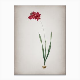 Vintage Ixia Filiformis Botanical on Parchment n.0193 Canvas Print