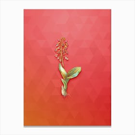 Vintage Brown Widelip Orchid Botanical Art on Fiery Red n.1507 Canvas Print