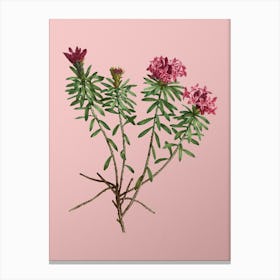 Vintage Garland Flowers Botanical on Soft Pink n.0524 Canvas Print