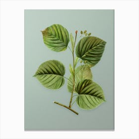 Vintage Linden Tree Branch Botanical Art on Mint Green n.0656 Canvas Print