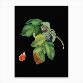 Vintage Fig Botanical Illustration on Solid Black Canvas Print