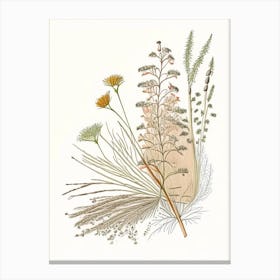 Caraway Spices And Herbs Pencil Illustration 2 Canvas Print