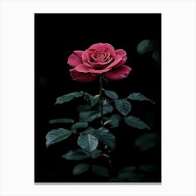 Dark Rose 124 Canvas Print