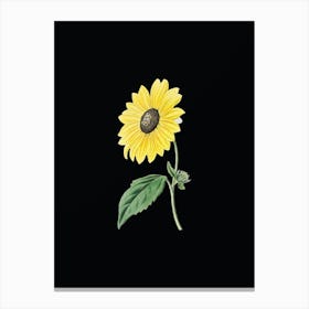 Vintage California Sunflower Botanical Illustration on Solid Black n.0859 Canvas Print