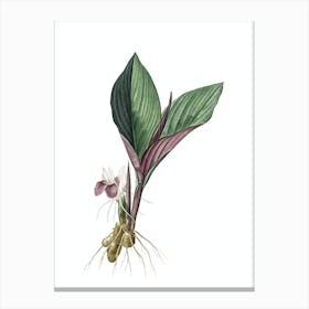 Vintage Koemferia Longa Botanical Illustration on Pure White n.0322 Canvas Print